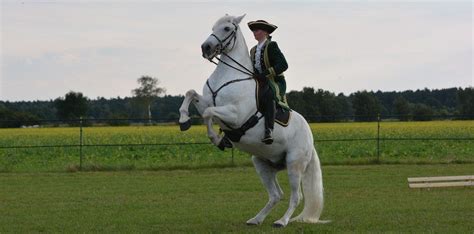 Rearing and bucking horses: how to manage it?