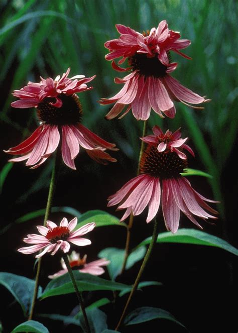 New and Unusual Coneflower Varieties | HGTV