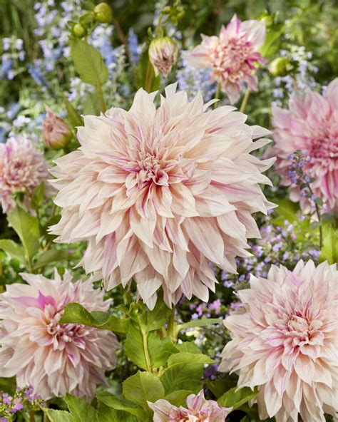 Dahlia Café au Lait Twist 1 georgineknoll Hageglede no