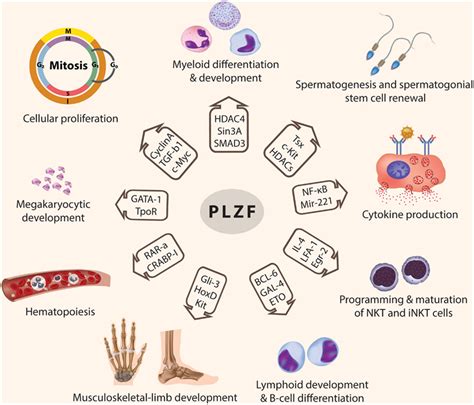 Frontiers The Promyelocytic Leukemia Zinc Finger Protein Two Decades