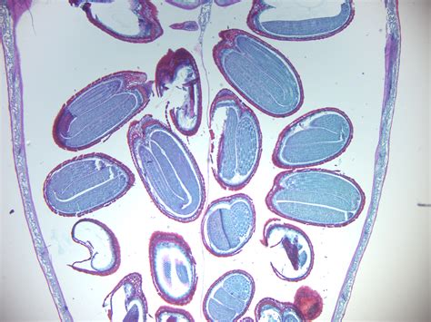 6 Gymnosperms And Angiosperms Laboratory Manual For SCI104 Biology II