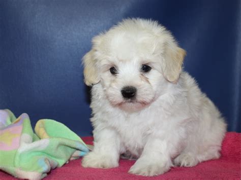 Coton De Tulear Heartland Classics