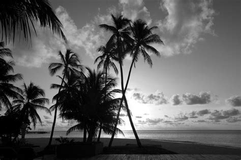 Tropical Island Black And White