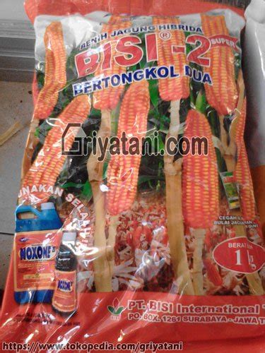 Jual Benih Jagung Hibrida Bisi 2 Super Tongkol Jagung Dua Di Lapak