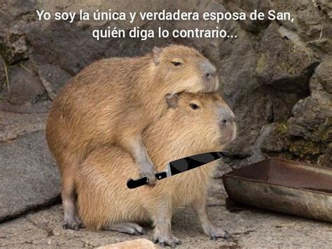 Topo 30 Imagem Memes De Capibara Abzlocal Mx