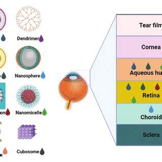 Schematic Representation Of Different Nanocarrier Systems And Their