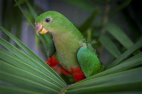 King Parrots Find New Home At Australia Zoo Bundaberg Now