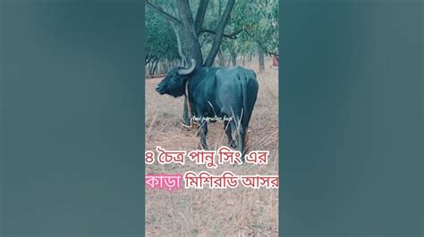 ৪চৈত্র পানু সিং এর কাড়া মিশিরডি আসর পোঁছে গেছে আবার মিশিরডি কাড়া