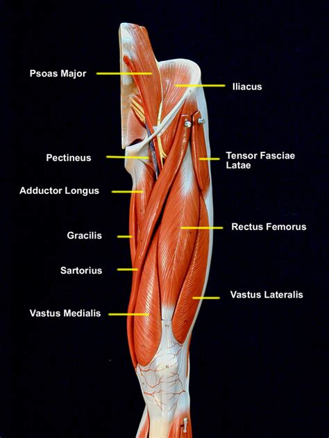 Human Anatomy and Physiology of Muscles - HubPages