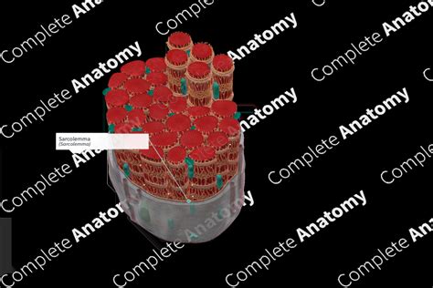 Sarcolemma | Complete Anatomy