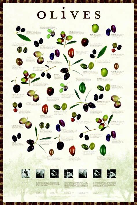 Posters Olives Poster Olive Oil Packaging Olive Olive Recipes