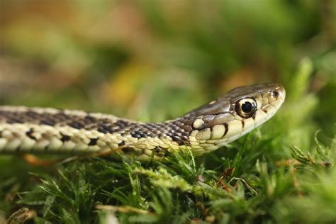 Snakes in New Hampshire - Types, Pictures, Identification Guide