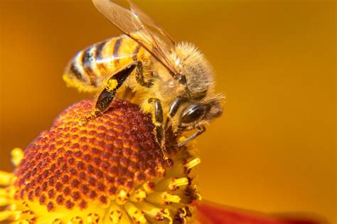 Premium Photo Honey Bee Covered With Yellow Pollen Drink Nectar