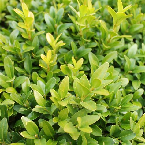 Buxus Sempervirens Arborescens Vivero Alborada