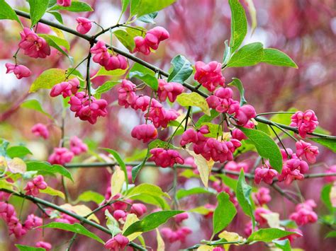 Plants Of Red Cascade Spindle Tree EUONYMUS EUROPAEUS