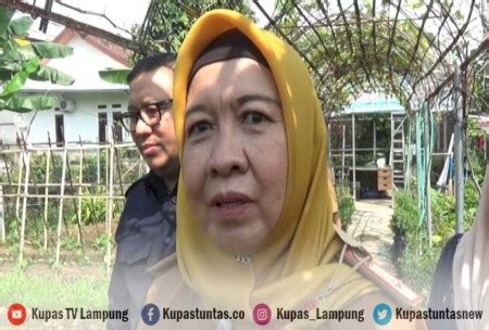 Kupas Tuntas Meningkat Produksi Padi Di Bandar Lampung Capai 924 17