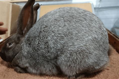 Argenté Brun Rabbit Size Color Behavior Temperament