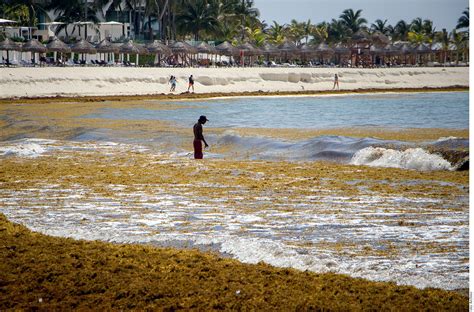 Produce La Llegada Masiva De Sargazo La Muerte De Especies Marinas