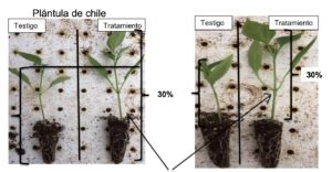 Prueba Técnica Innovación agrícola