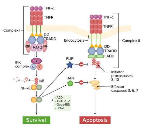 Tumor Necrosis Factor (TNF) | Concise Medical Knowledge