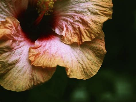 Hibiscus Flickr