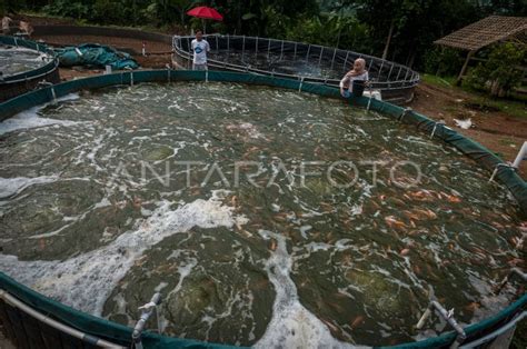 Budidaya Ikan Sistem Bioflok Di Lebak Antara Foto