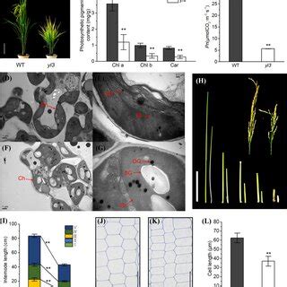 Characterization Of Yl3 And The Wild Type A Phenotype Of Yl3 And WT At