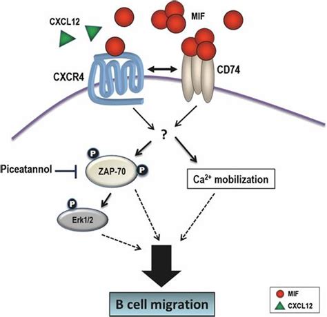 Mif Promotes B Cell Chemotaxis Through The Receptors Cxcr4 And Cd74 And