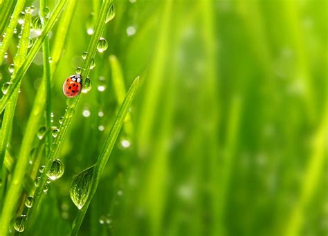 Red And Black Ladybird Grass Drops Macro Nature Rosa Ladybug