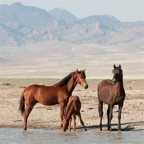 Donate | Wild Horse Preservation League