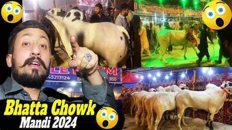 Bhatta Chowk Mandi First Visit Fateh Janghi Bulls Prices