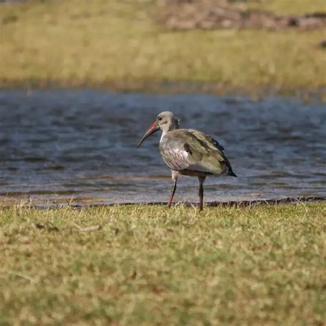 Hadada Ibis - Facts, Diet, Habitat & Pictures on Animalia.bio