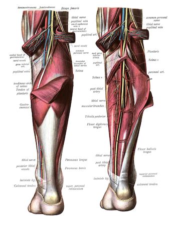 Gastrocnemius Muscle Location And Functions