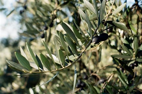 Olive Harvest - ItalianLife