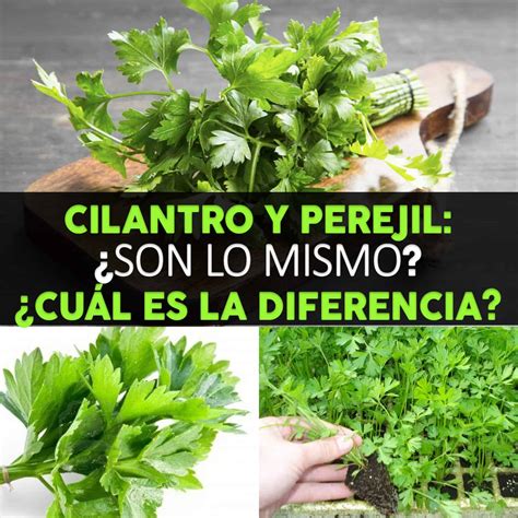 Diferencias Entre El Cilantro Y Perejil C Mo Diferenciarlos La Gu A