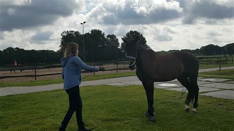 Trailerladen Met Een Jong Paard Youtube