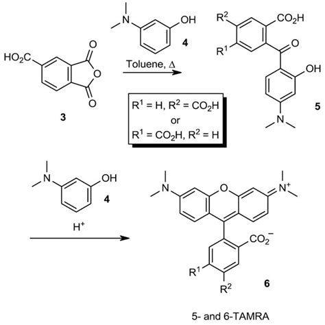 Structures Of Rhodamine 1 And Tetramethylrhodamine TMR 2 Xanthene