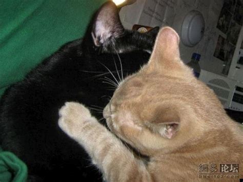 Kissing cats (5 pics) - Izismile.com