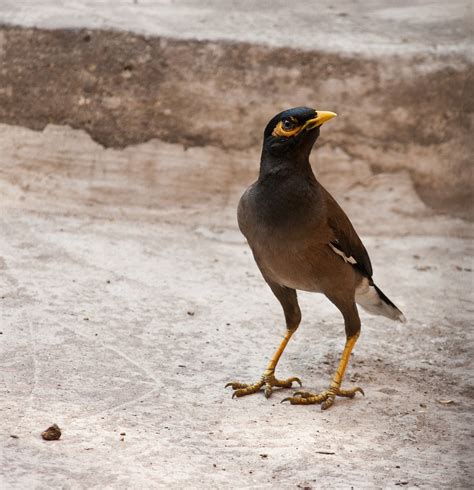 Mynah Bird Dark - Free photo on Pixabay - Pixabay