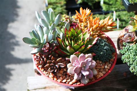 Succulent Gardens In Pots