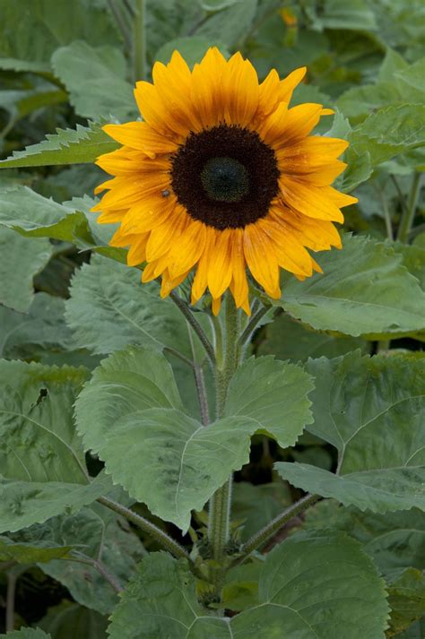 Helianthus Annuus Copper Queen F Muller Seeds