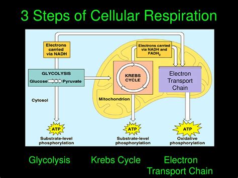 Cellular Respiration Part ppt download