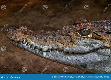 Philippine Crocodile Crocodylus Mindorensis Relatively Small Species