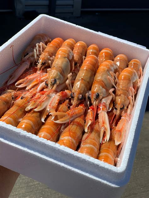 Frozen Raw Whole Langoustines 15kg Box Marrfish Wholesale Fish