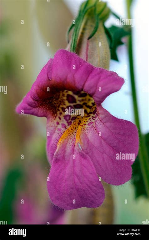 Rehmannia Elata Chinese Foxglove Pink Purple Flower Bloom Blossom Half