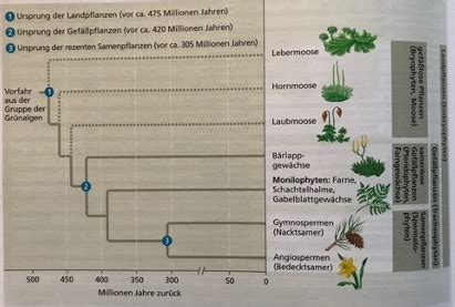 Botanik Karteikarten Quizlet