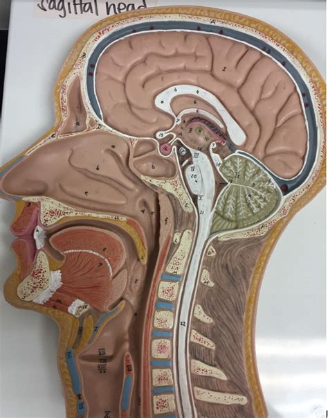 Sagittal View Of The Upper Respiratory System Diagram Quizlet