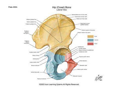 Hip Bones and socket ("Gluteal Region"). | Download Scientific Diagram