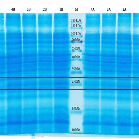 Bradford Protein Assay Standard Curve Download Scientific Diagram