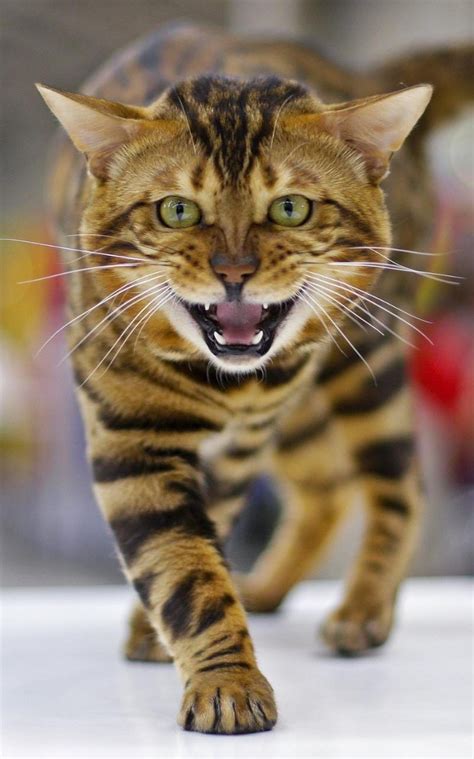 Bengal Cat Personality Youtube